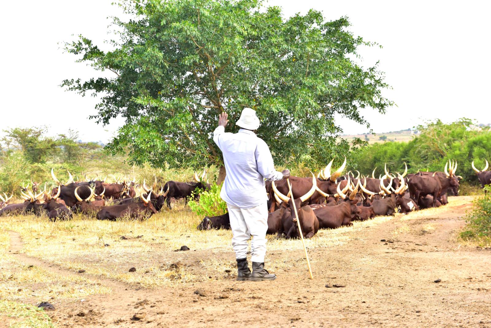 President Museveni at the farm