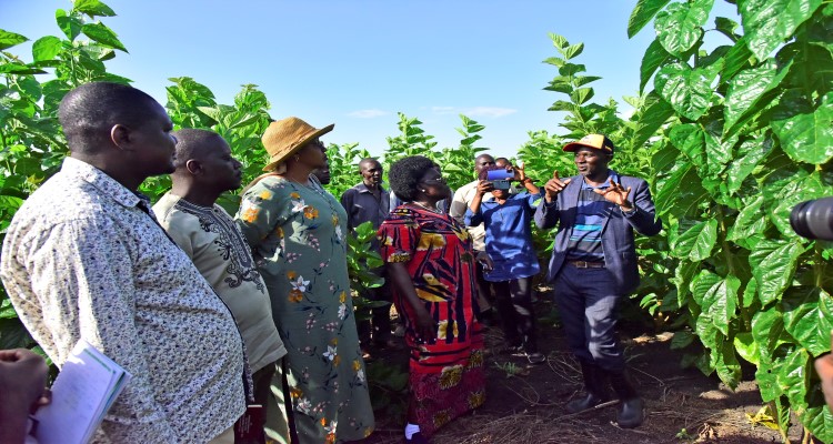 Clet Wandui Masiga (R) taking MPs through a Mulberry garden in Bulambuli district. Mulberry leaves are are the only source of food for silkworms