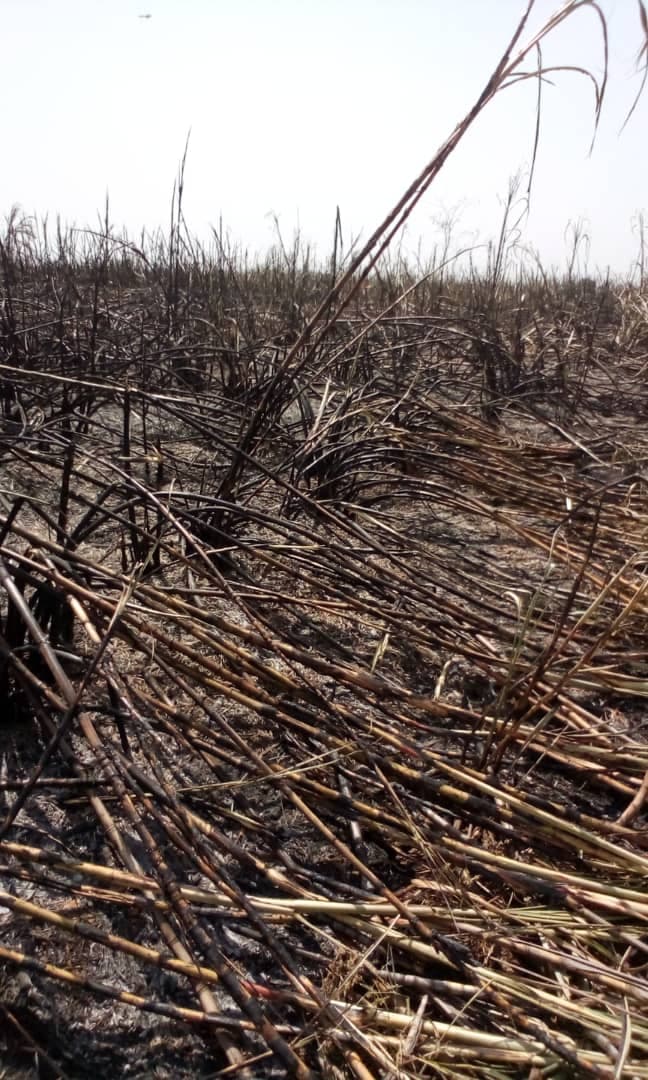 Mysterious Fires Destroy Atiak Sugarcane Plantations worth Shs3b