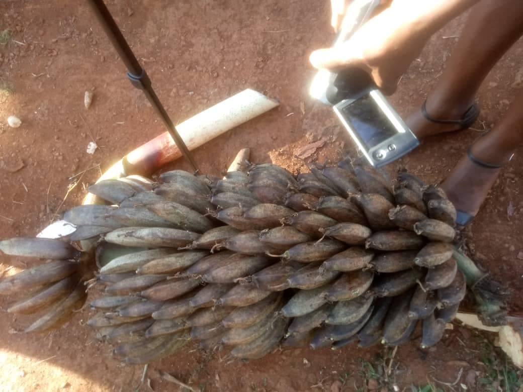 Strange Banana Disease Hits South Western Uganda