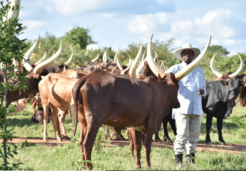 Production in Industries, Agriculture Must Continue Amid Covid-19 Fight - Museveni