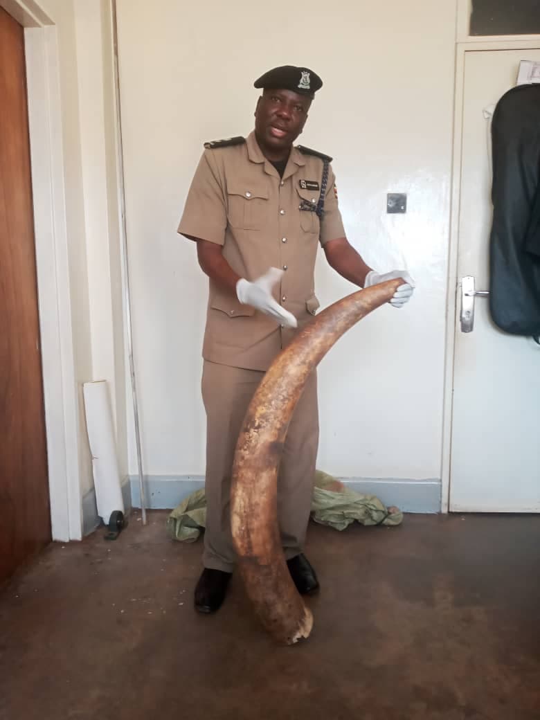Three Held Over Unlawfully Dealing in Ivory 