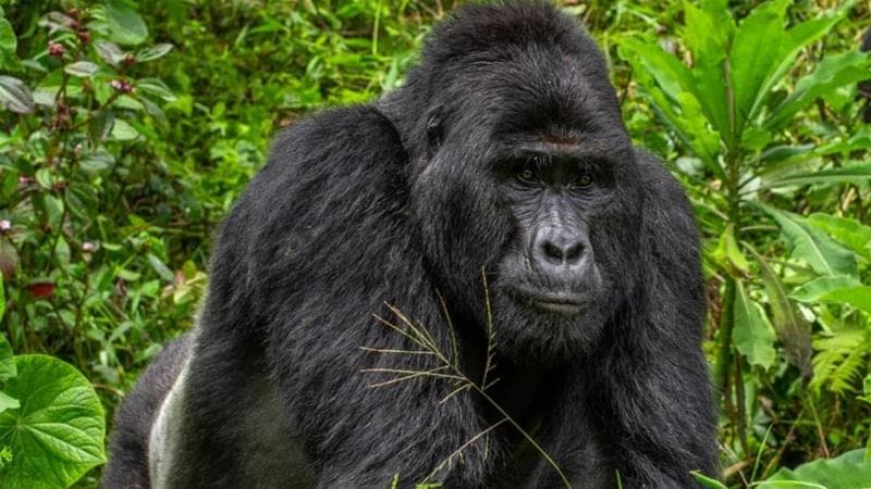 WWF Condemns Killing of Beloved Silverback Gorilla Rafiki