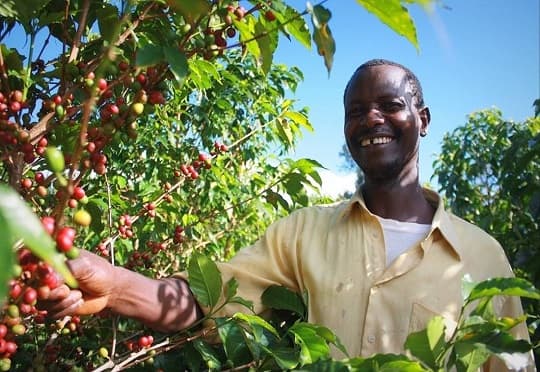 Ugandan Coffee Farmers Increase Yields through Climate-Smart Agriculture Technologies