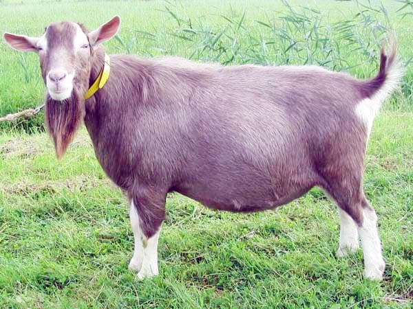 Uganda Moves to Make HIV Medicine from Goat Milk