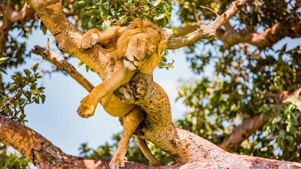 Four Arrested in Connection to Death of Tree Climbing Lions