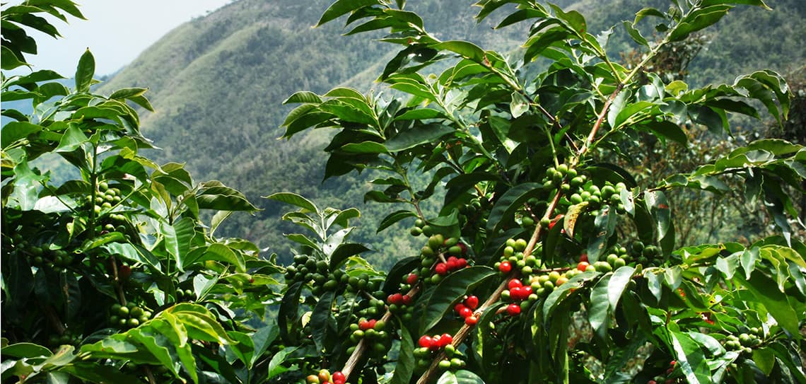 Coffee Exports Post Record Shs207 Billion in Revenue