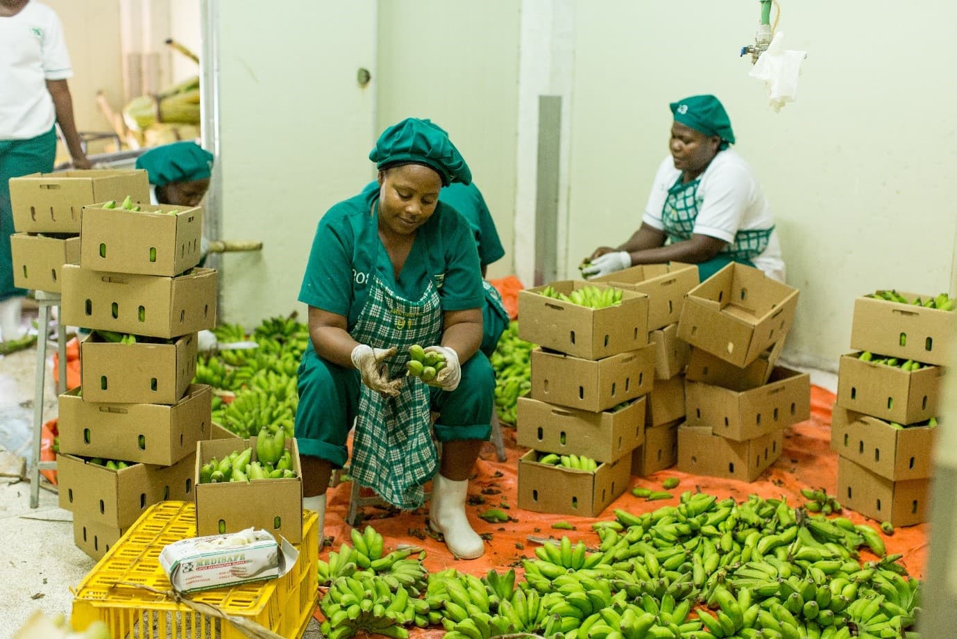 Ugandan Agro-processing Company Raises Shs5.4bn to Boost Global Reach