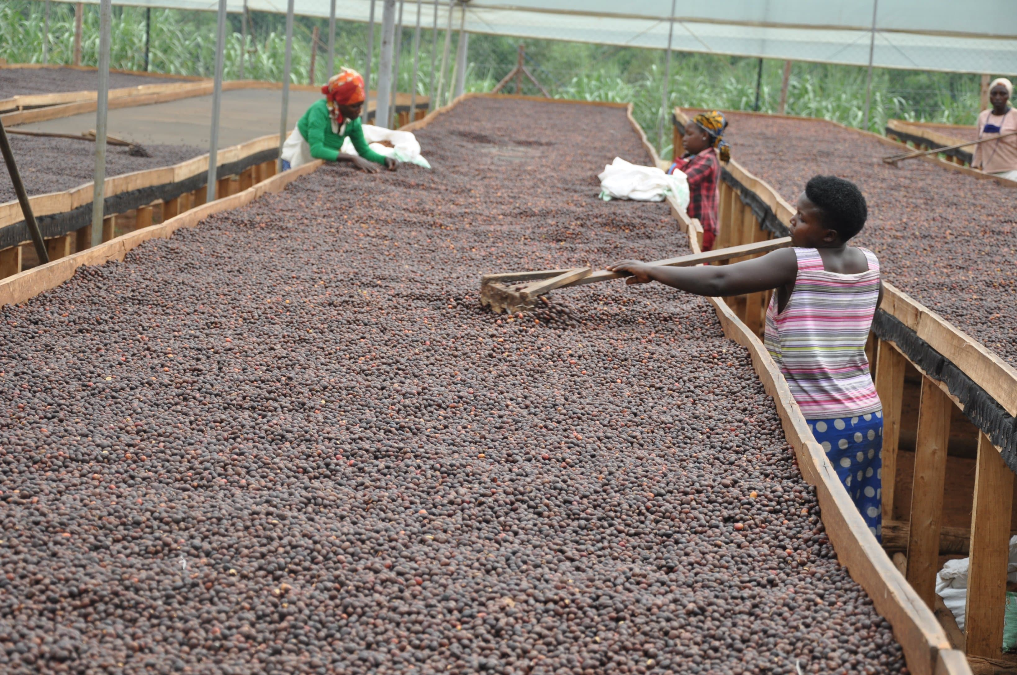 Uganda Overtakes Vietnam to Become Second Largest Coffee Supplier to Italy