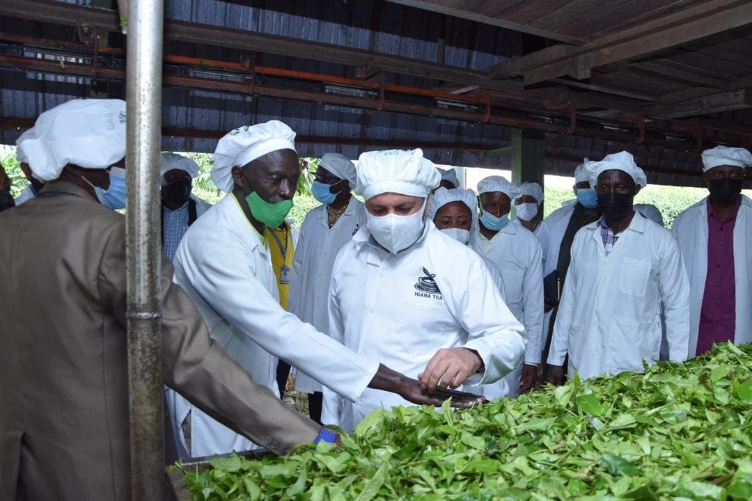 UAE Firm Expresses Interest in Setting up 7 Tea Factories in Uganda