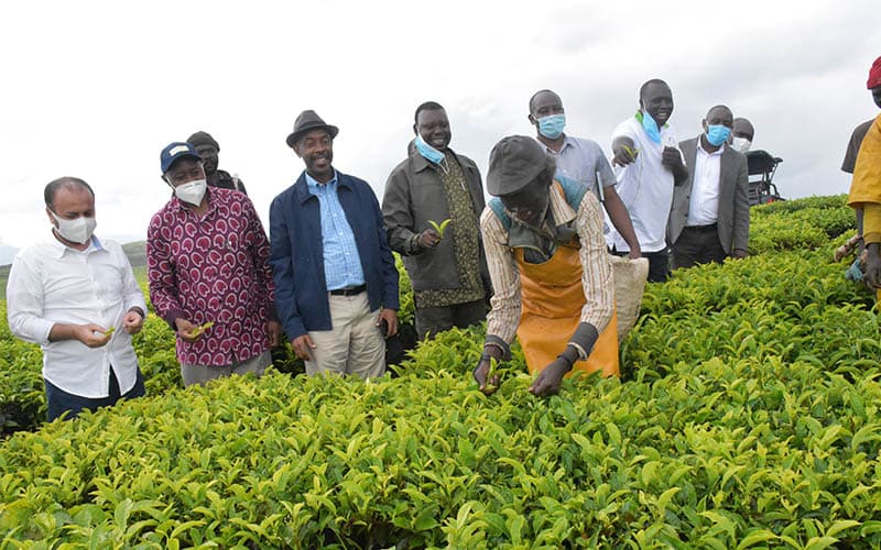 Uganda Earns Shs270 Billion from Tea Exports Annually