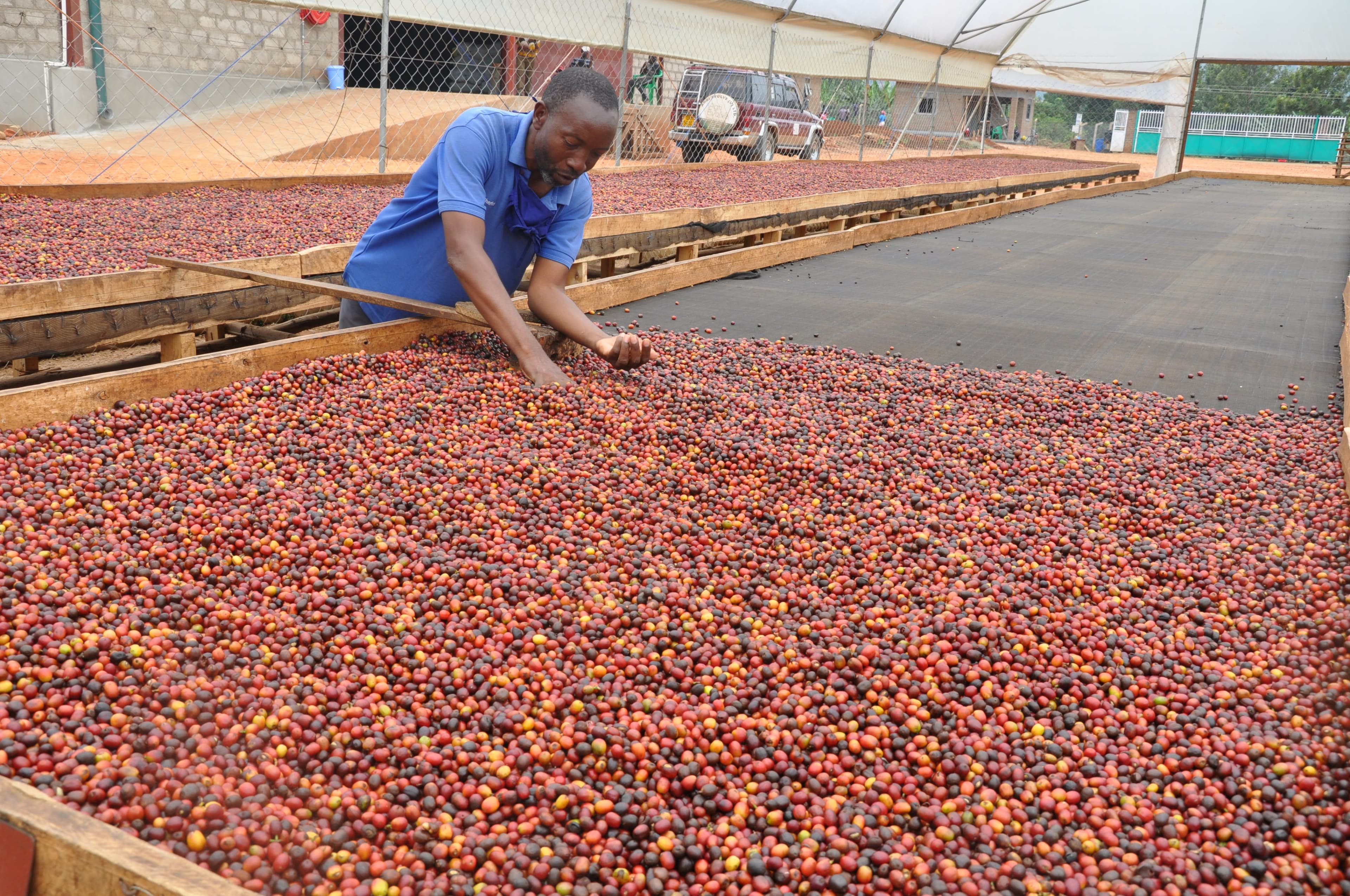 Uganda Earns Shs273 Billion from Coffee Exports in May