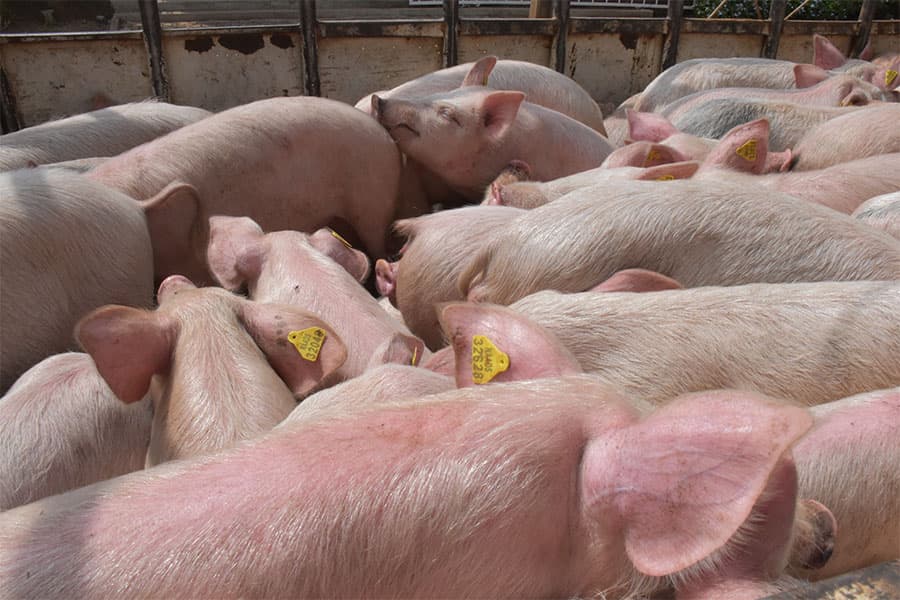 Farmers in Busoga Receive 501 Improved Pigs from NAADS