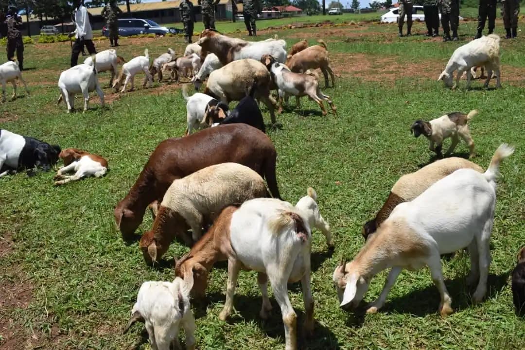 Field Artillery Division Troops Tipped on Smart Ways to Acquire Loans