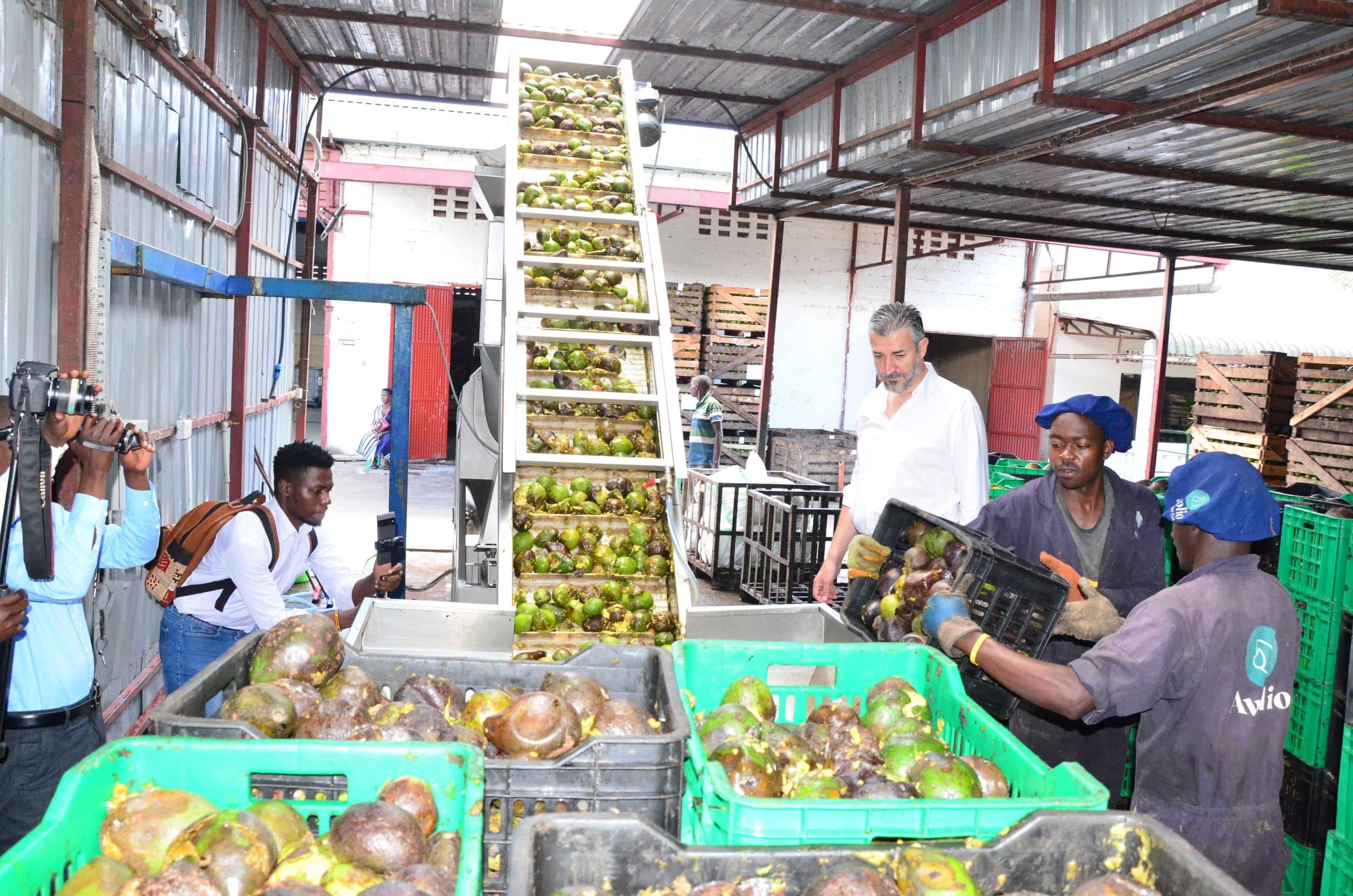 Uganda Starts Avocado Oil Exports to European Markets