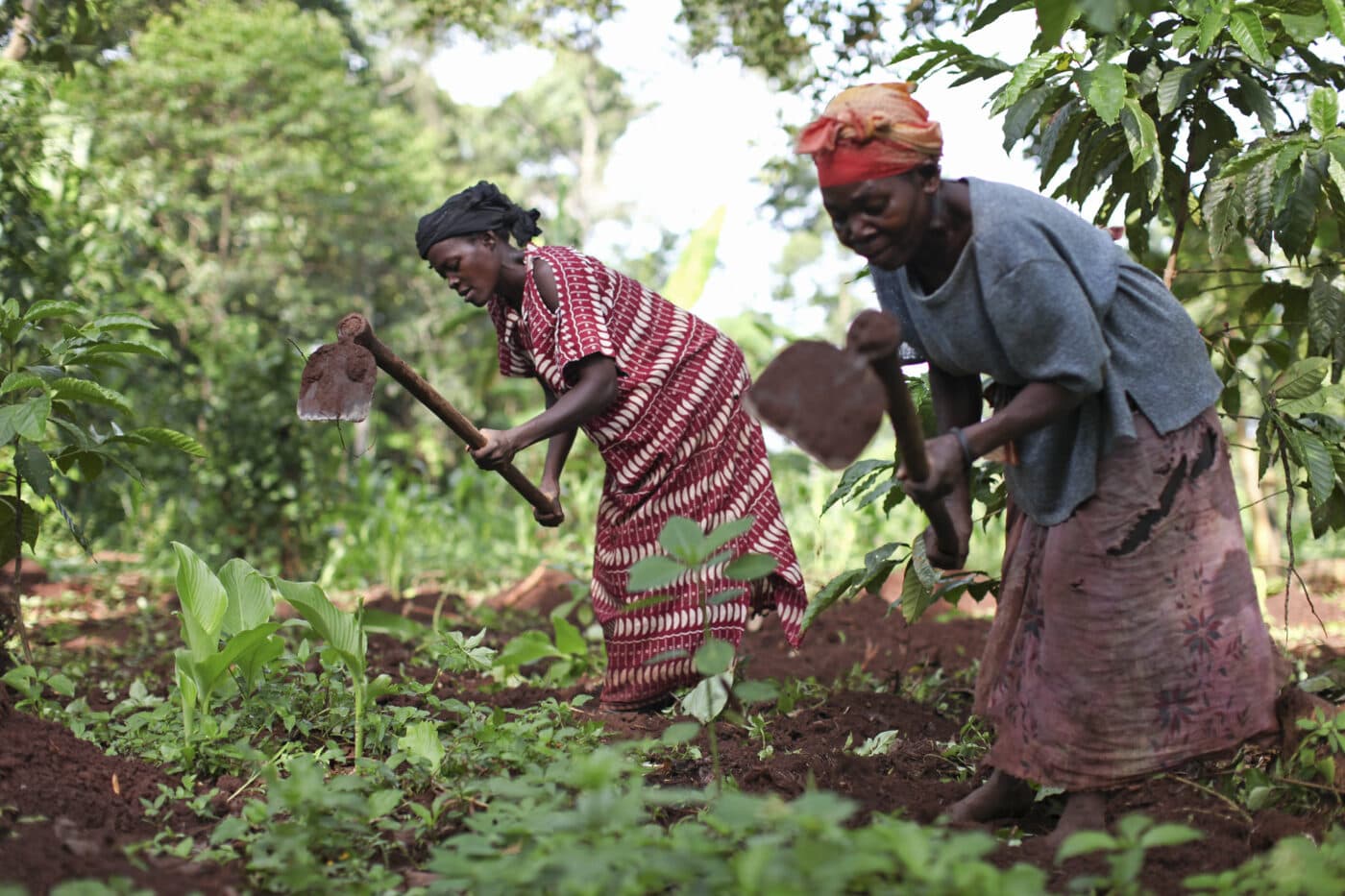 Fertilizer Financing Project to Benefit 400,000 Smallholder Farmers in Uganda