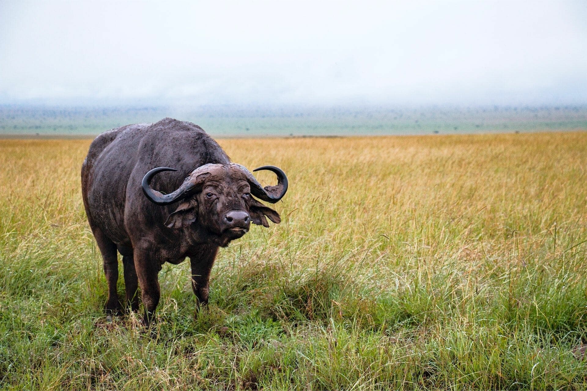 American Killed By Buffalo While Sport Hunting in Karenga