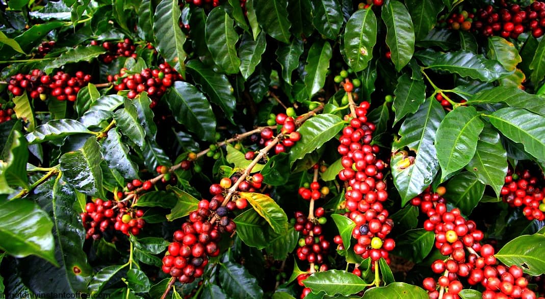 Netherlands Pledges €4.9M to Help Uganda Coffee Farmers Meet EU Standards