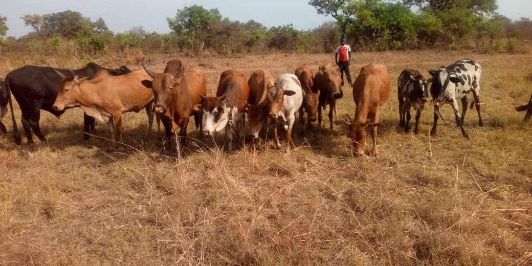 UPDF 5 Infantry Division Foils Cattle Rustling in East Acholi