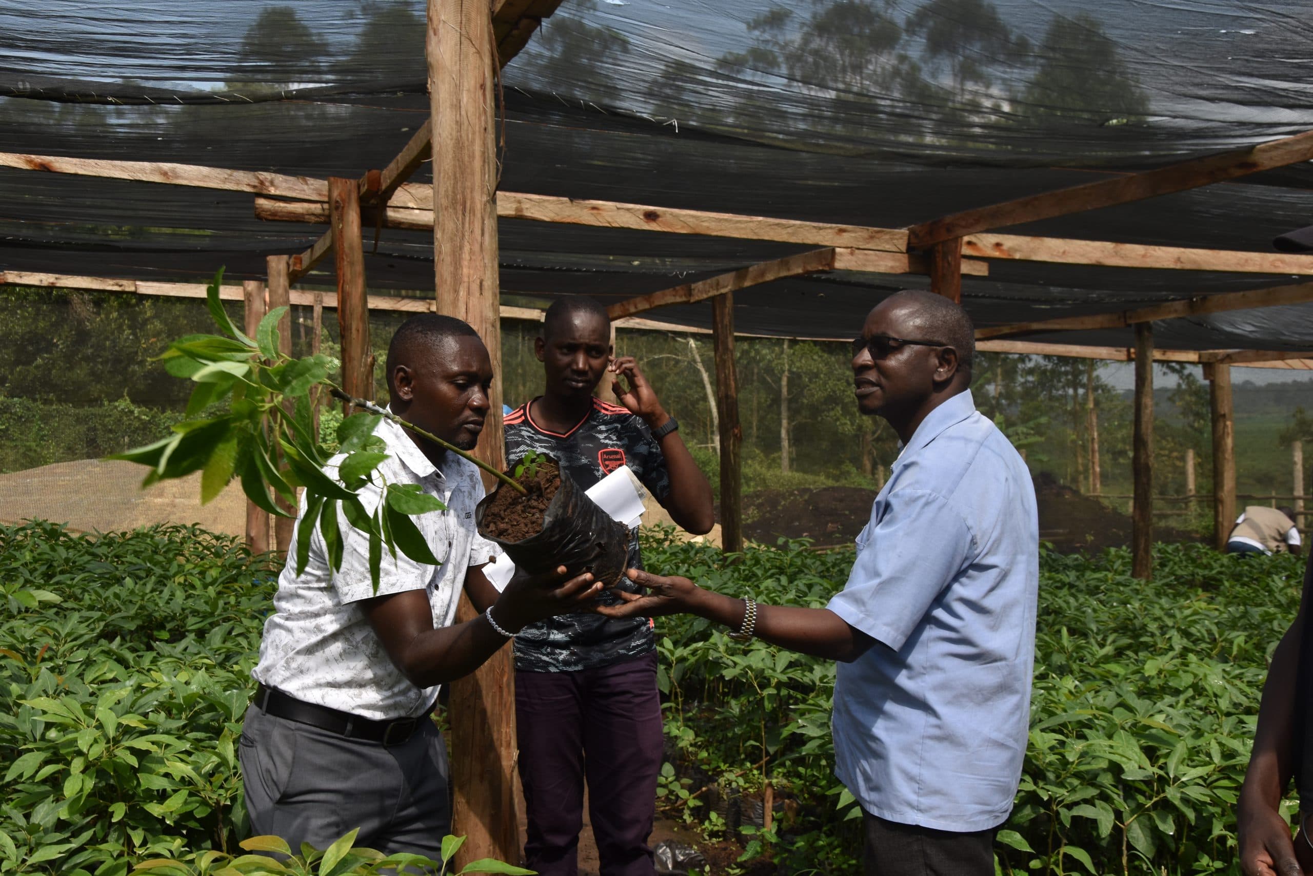 Govt to Spend Shs3.5 billion on Hass Avocado, Macadamia Seedlings Distribution