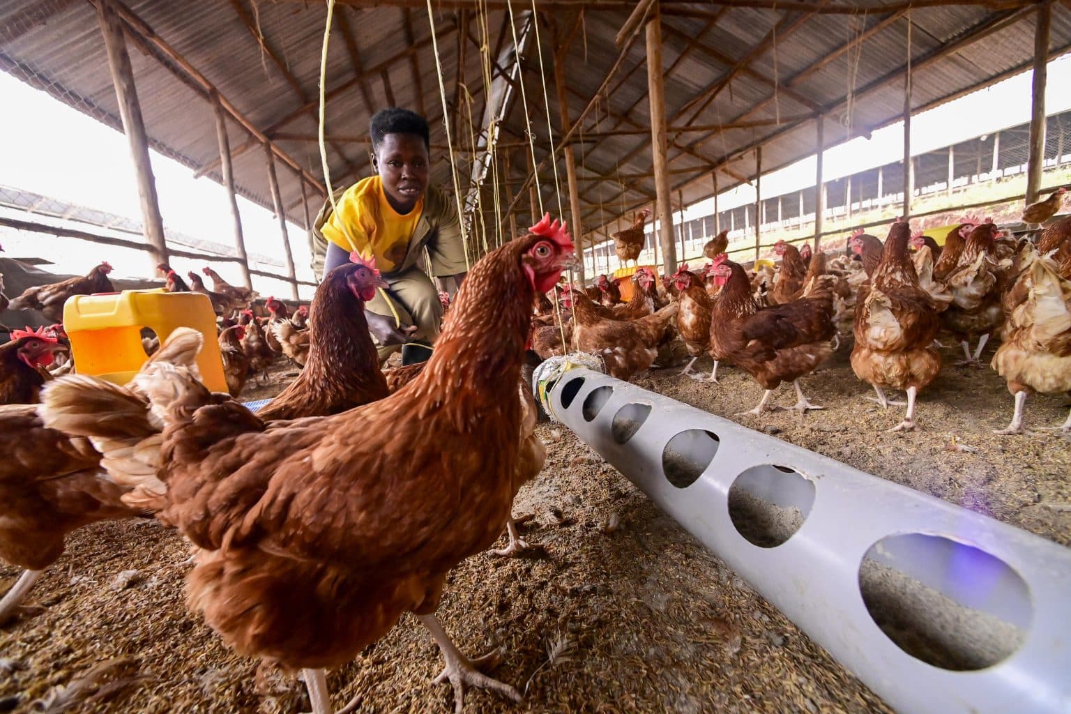 From Coffee Farmer to Agribusiness Tycoon: How David Irumba Built a Multi-Million-Shilling Empire