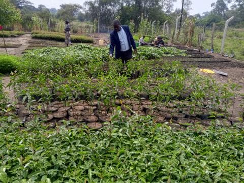 Kazo District Launches Tree Nursery to Tackle Climate Change