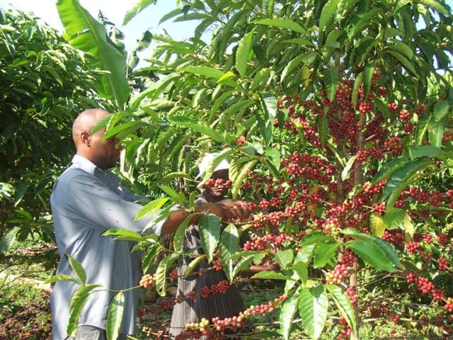 Bank of Uganda Pushes Affordable Credit to Accelerate Commercial Agriculture, Agro-Processing