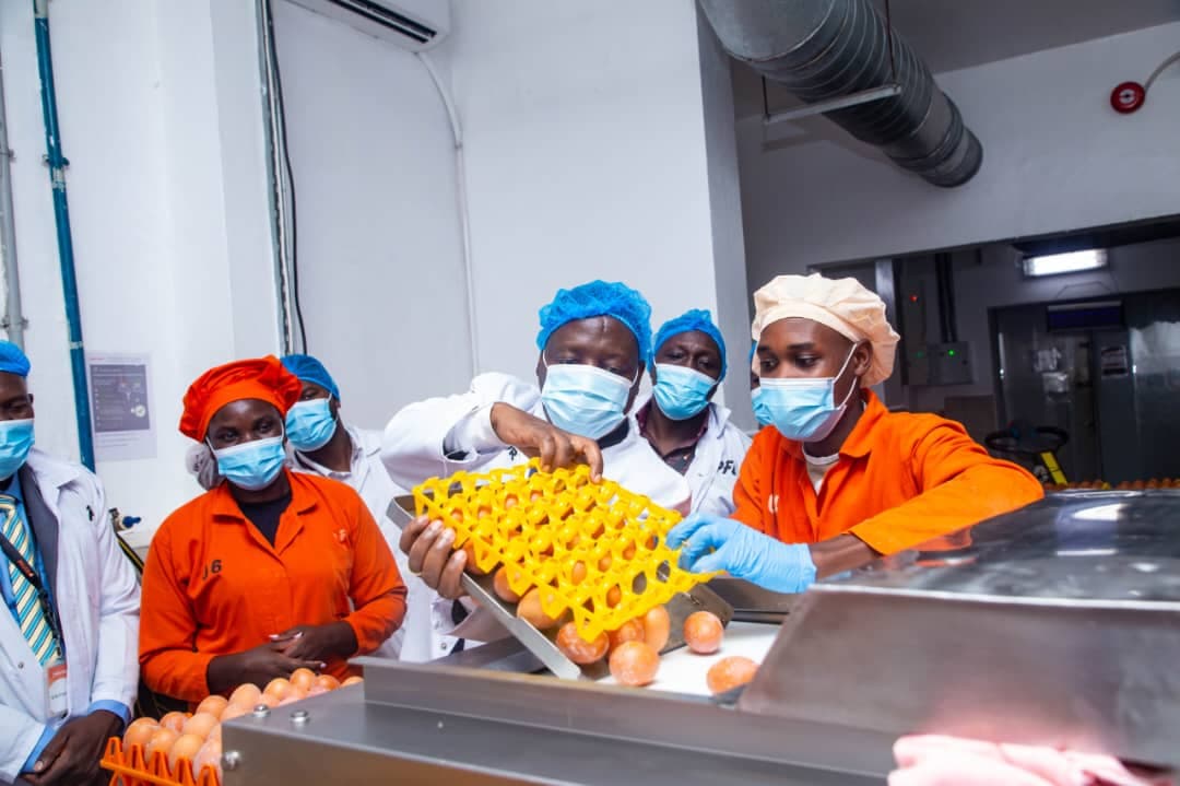 Uganda Moves to Grow Egg Processing Industry, Cut Food Imports