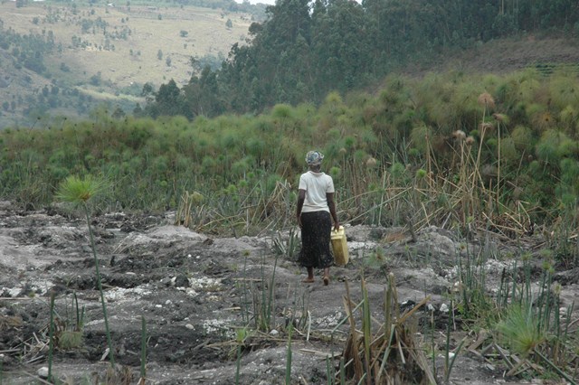 Uganda's wetlands could be depleted by 2040