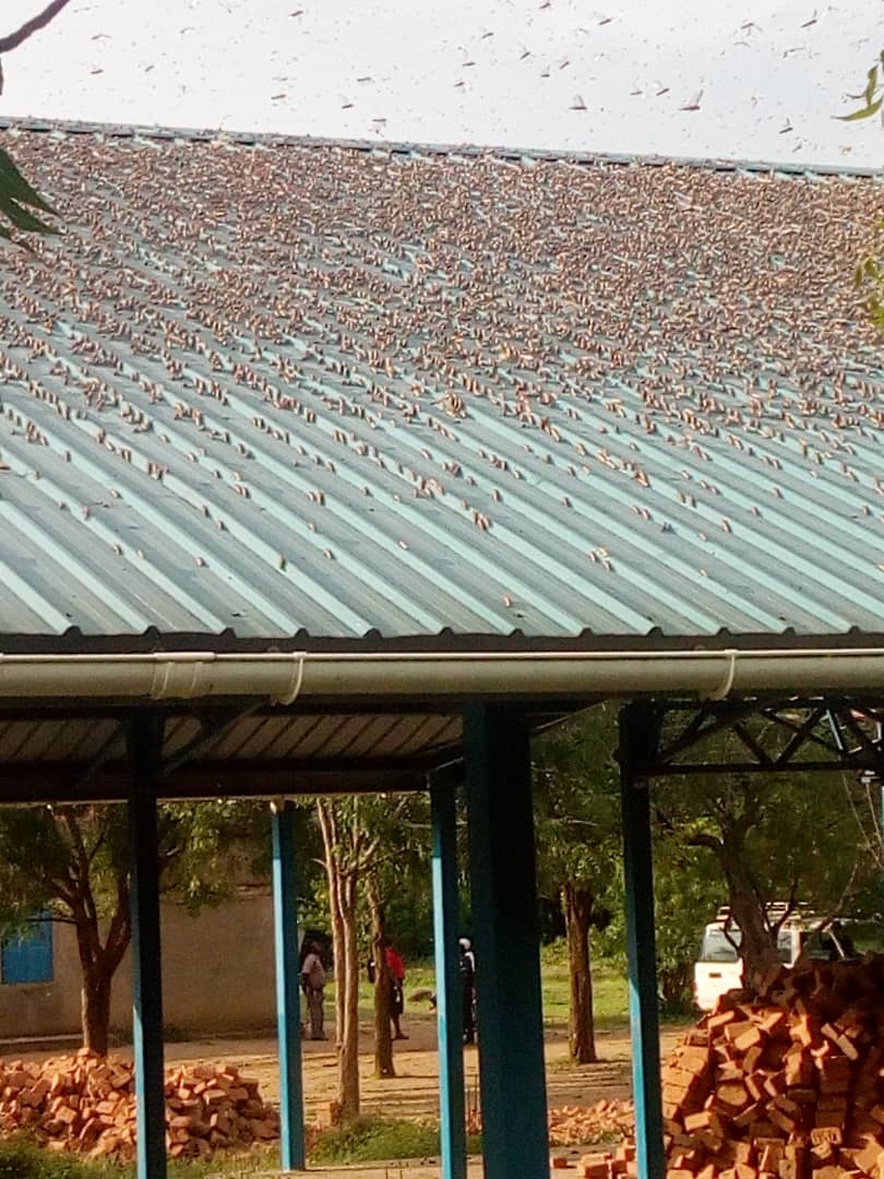 New Wave of Desert Locusts Attack Napak 