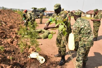 tree planting