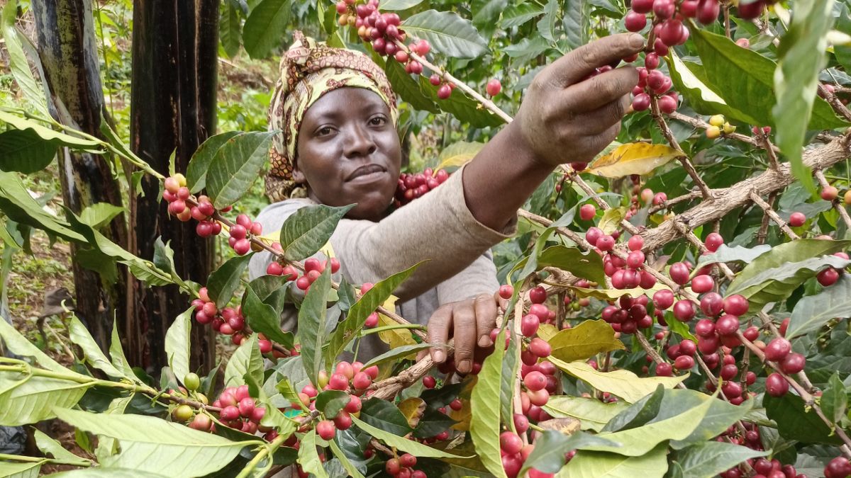 Even though Africa is the origin of coffee, with the largest number of countries growing it, the coffee sub-sector in Africa is still encumbered by several interrelated structural constraints