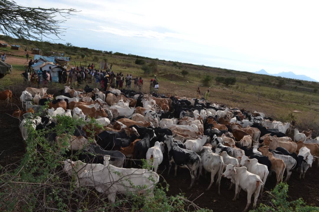 Recovered Livestock Reunited with Owners in Karamoja Following Raid