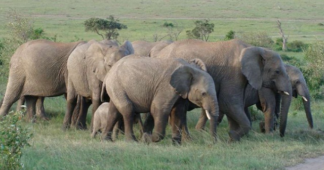 Elephants