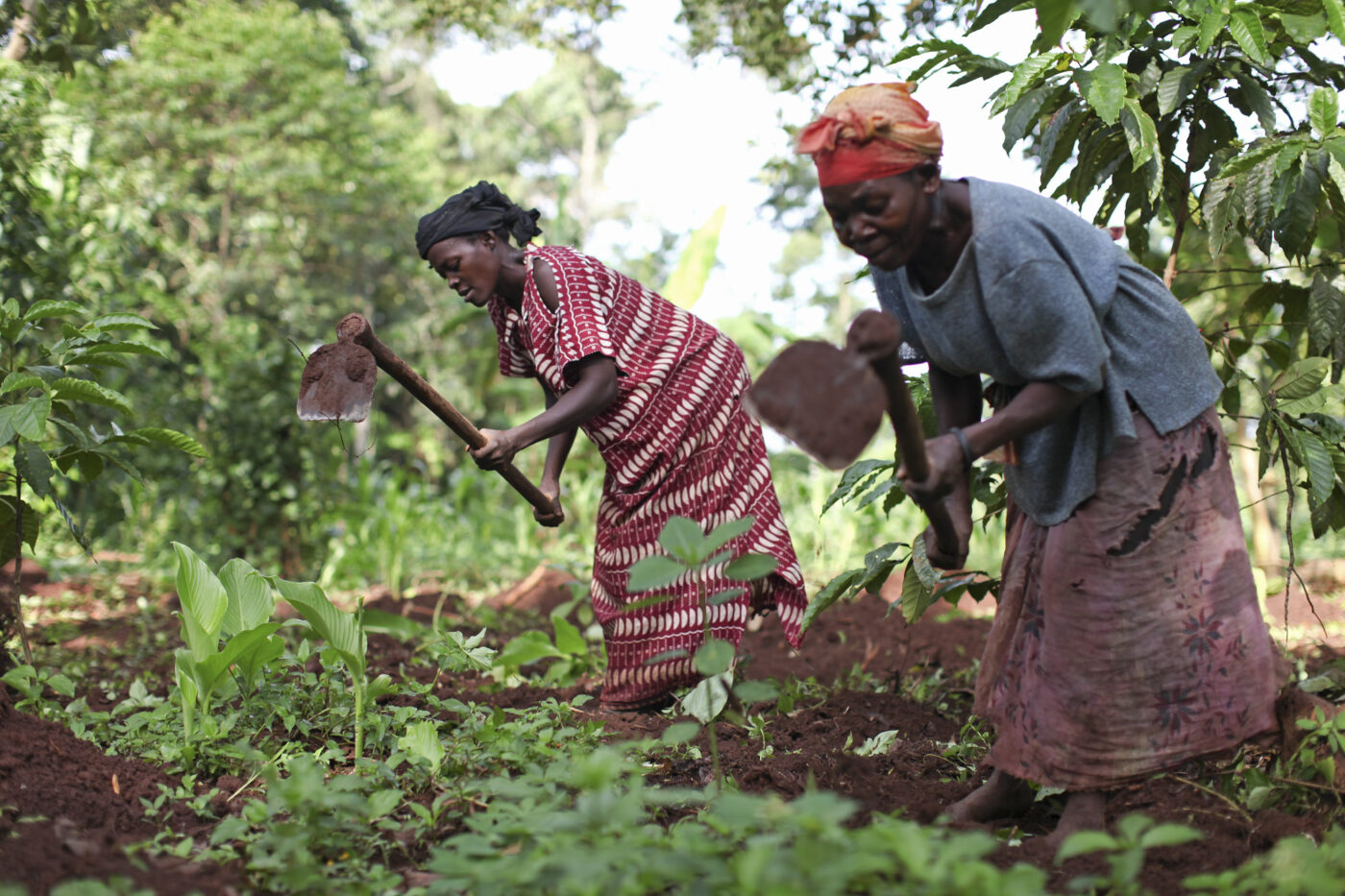  the Mechanism is a special fund that offers innovative financing solutions to enhance fertilizer use and improve agricultural productivity across Africa.