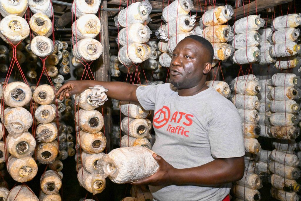 A mushroom grower