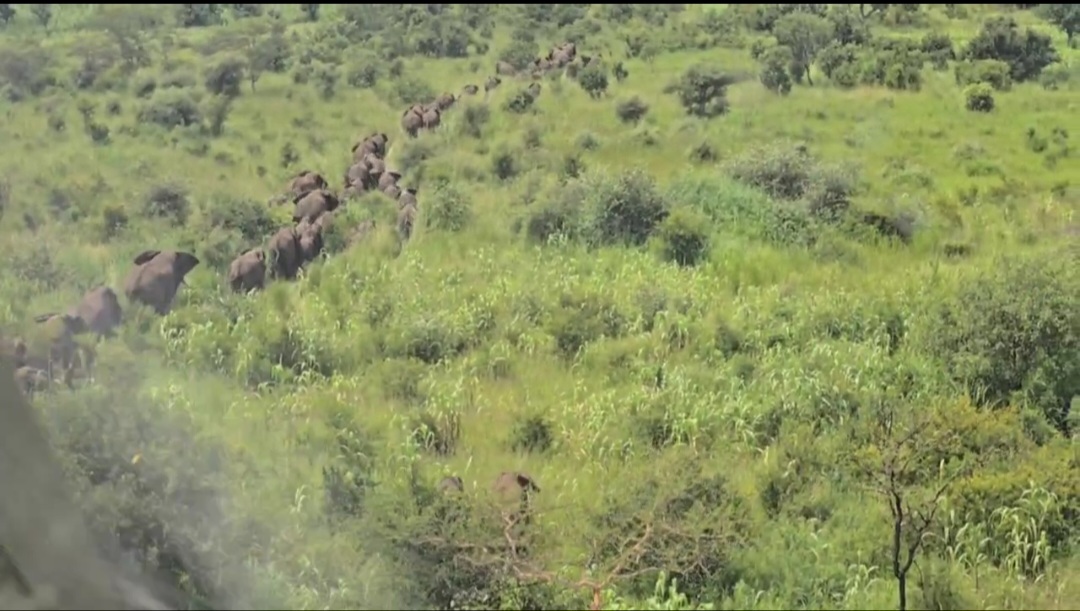 Elephants kidepo