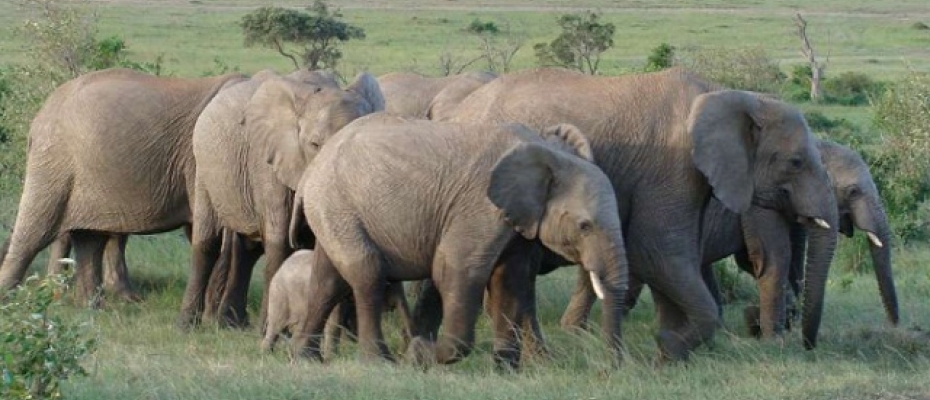 Elephants