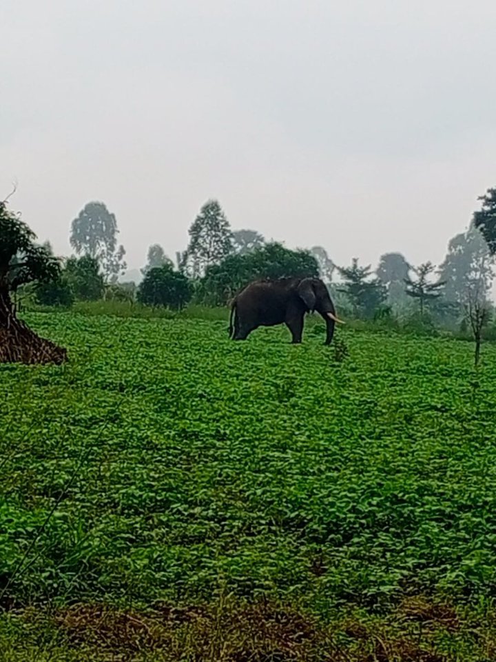 Elephant Injured, Passenger Feared Dead in Karuma Bus Accident