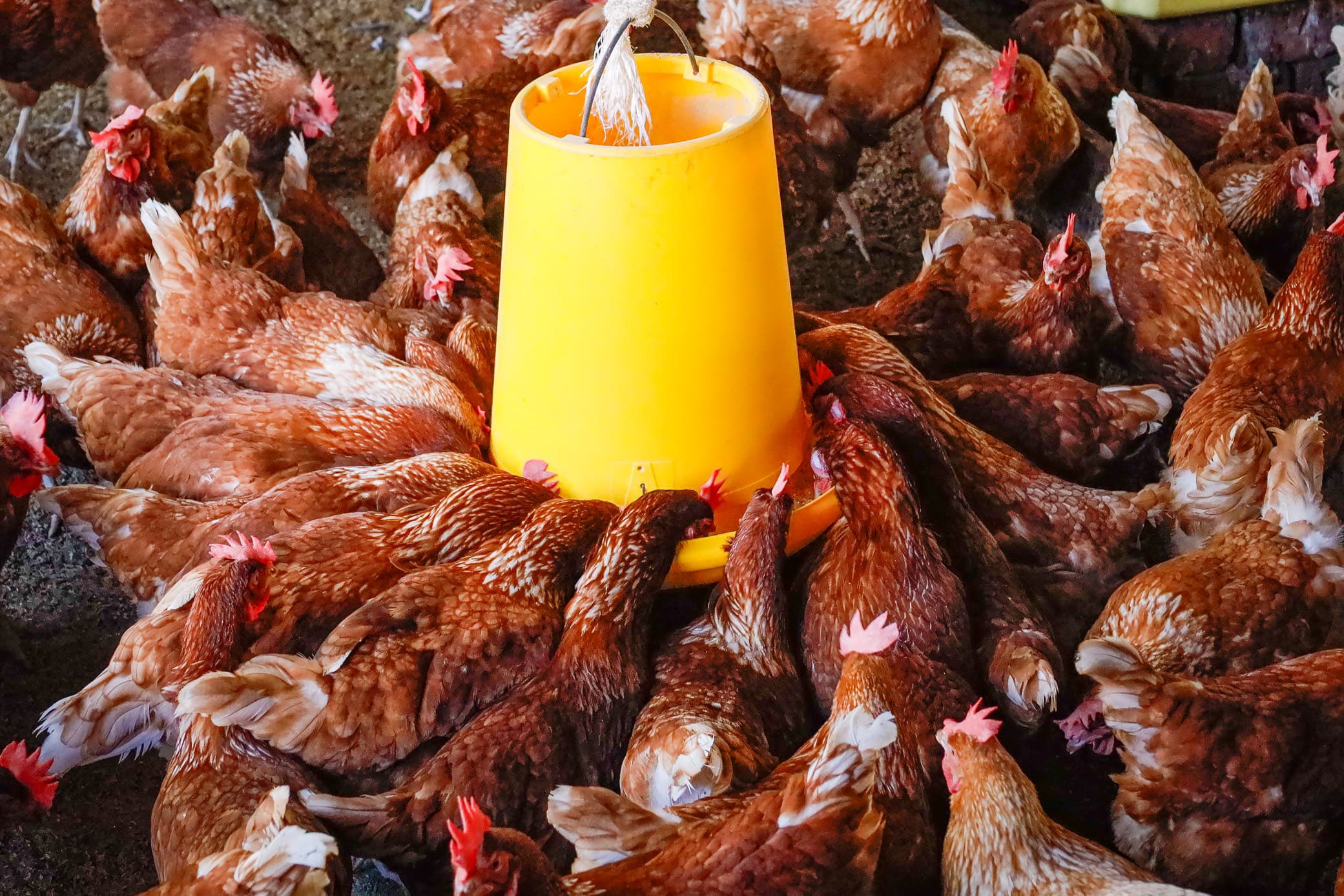 From One Cow to a Model Farm Hajji Zziwa’s Four-Acre Model Success Story Inspires Uganda