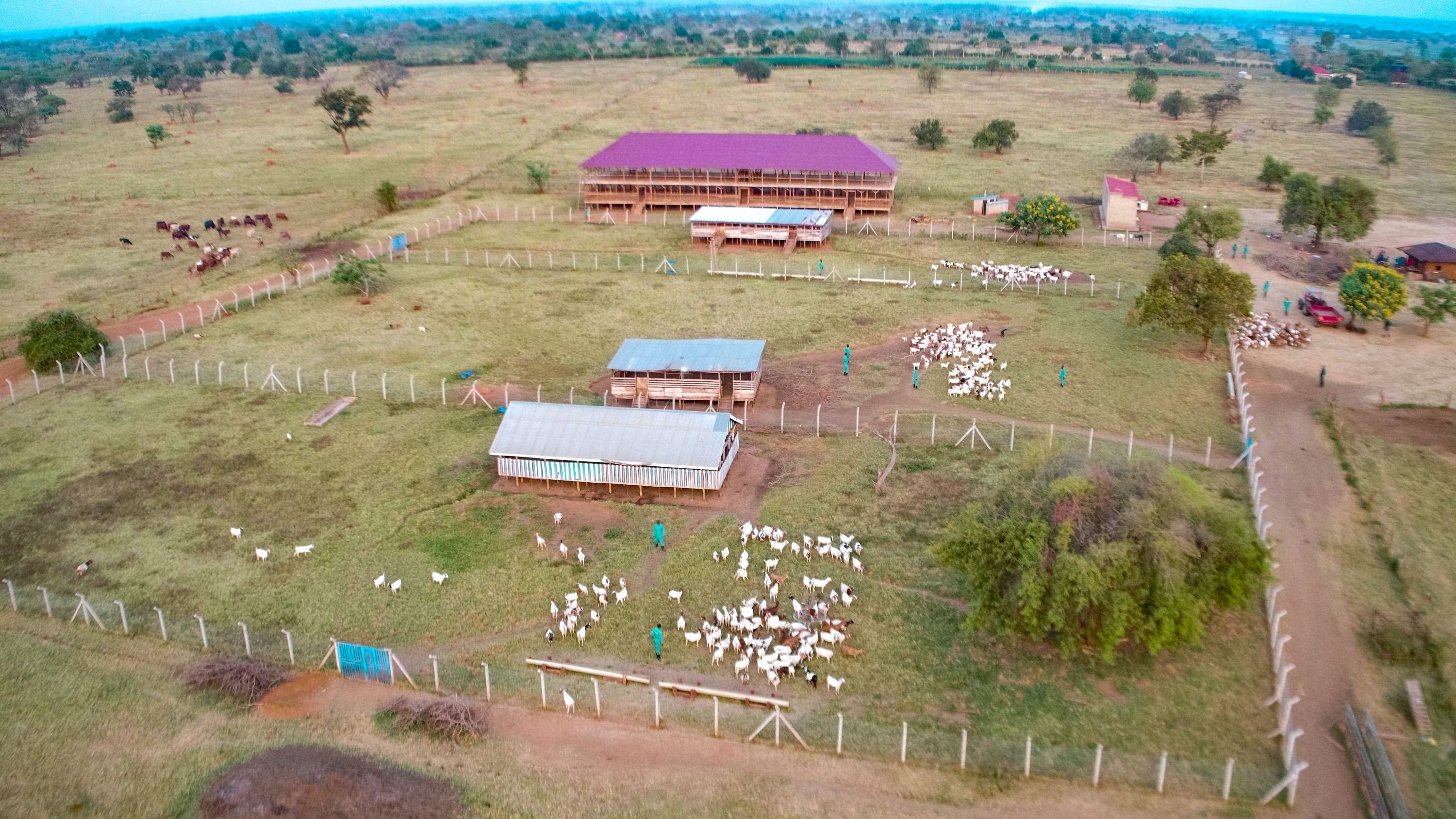 From Selling Alcohol to Model Farmer: Jowel Okello’s Success Story