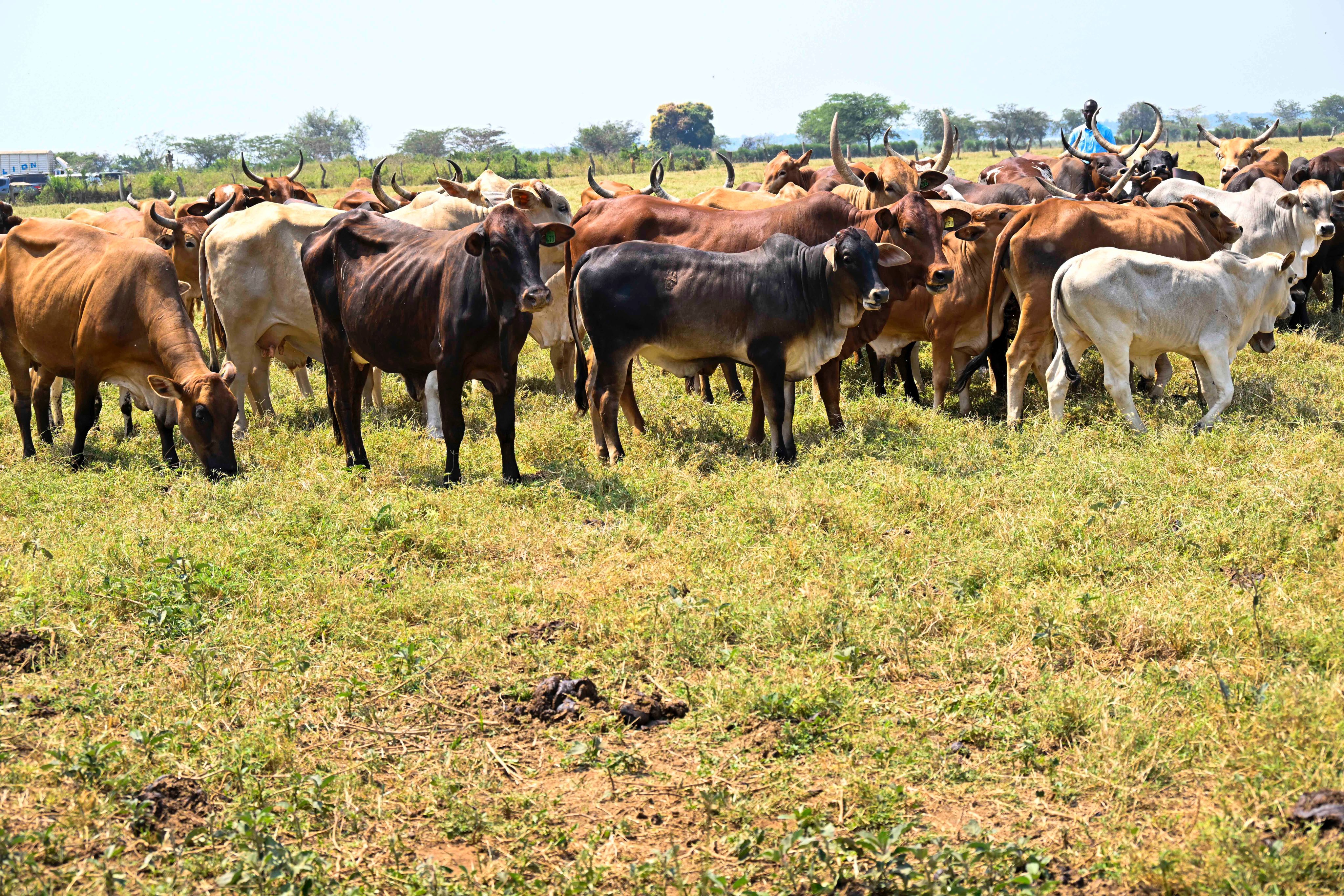From Selling Alcohol to Model Farmer: Jowel Okello’s Success Story