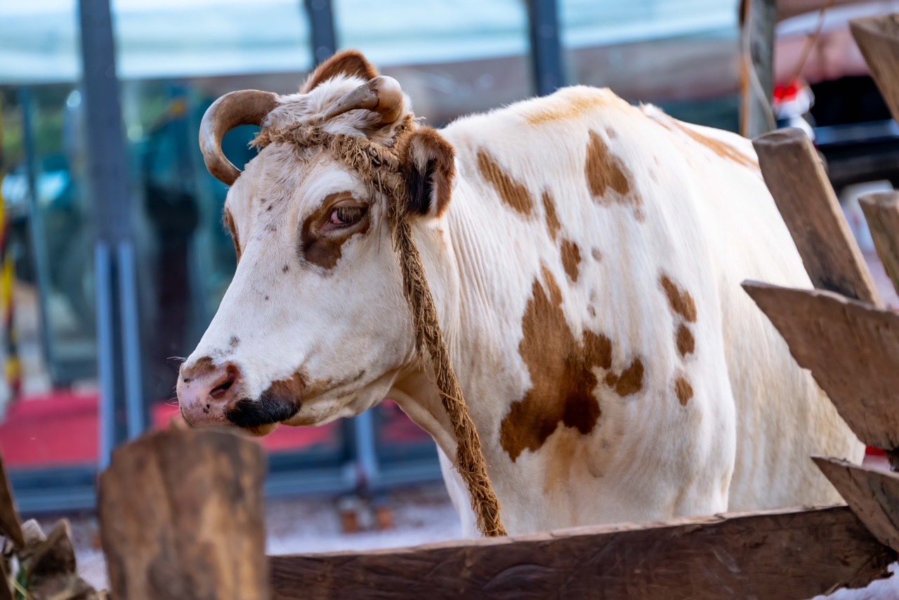 Museveni Applauds Farmer Who Turned UGX 500k PDM Cash Into Thriving Enterprise