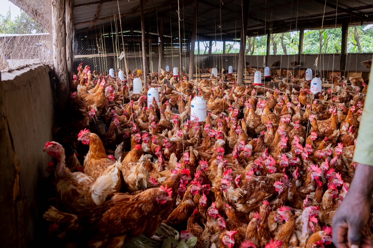 Museveni Launches Four-Acre Farming Model in Greater Kibaale