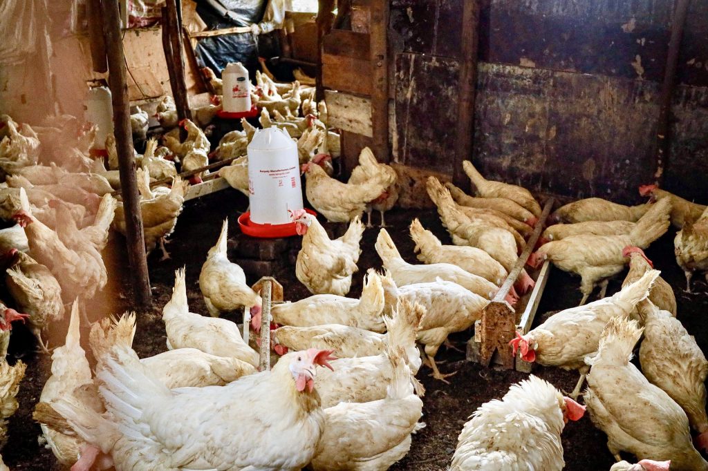 Museveni Orders Household Data Audit to Boost Kampala PDM Funding