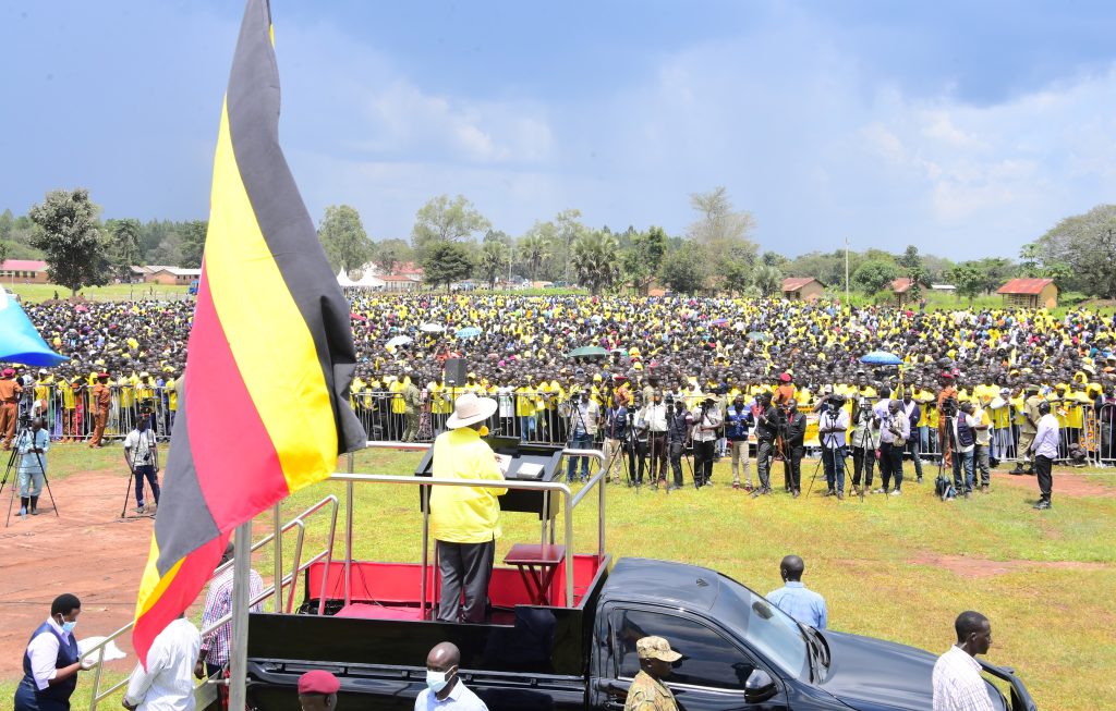 Museveni Promises Five Cows Per Home as Cattle Restocking Revives Northern Hope
