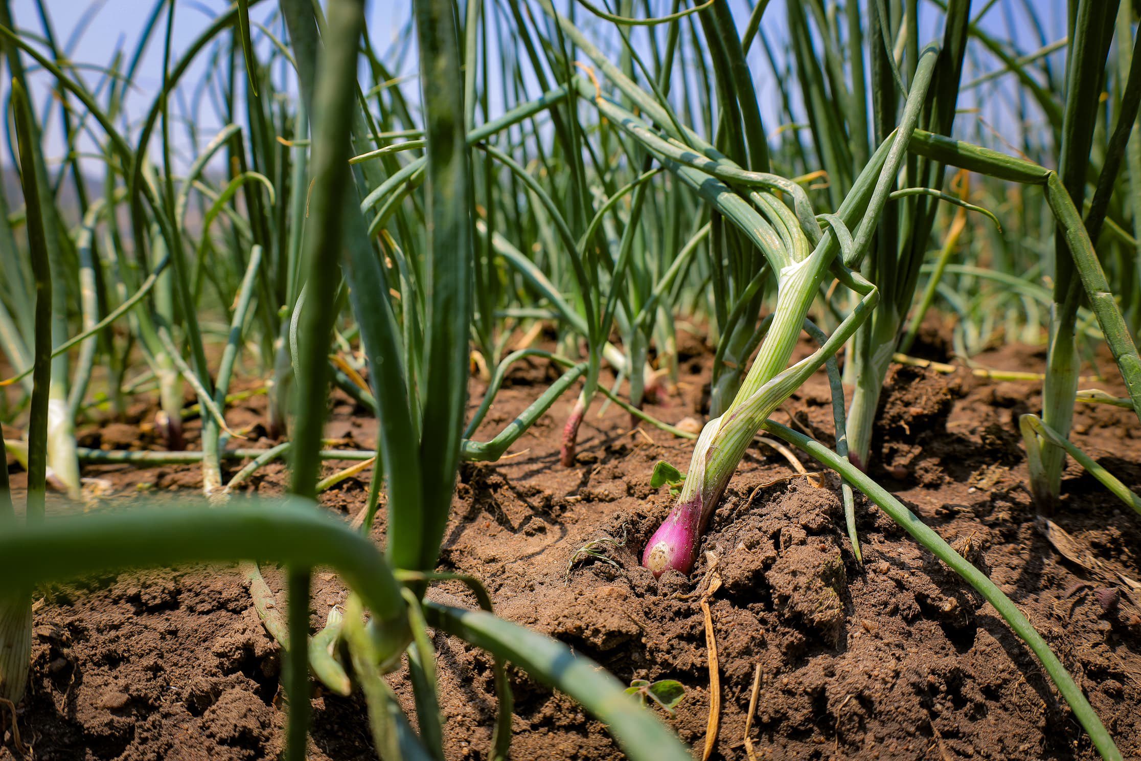 Museveni Urges Ntungamo Residents to Vacate Wetlands, Pledges Irrigation Support