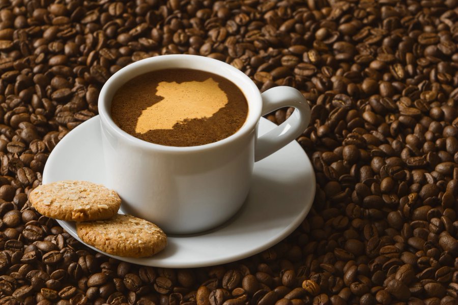 Uganda Tops Africa in Coffee Exports for First Time