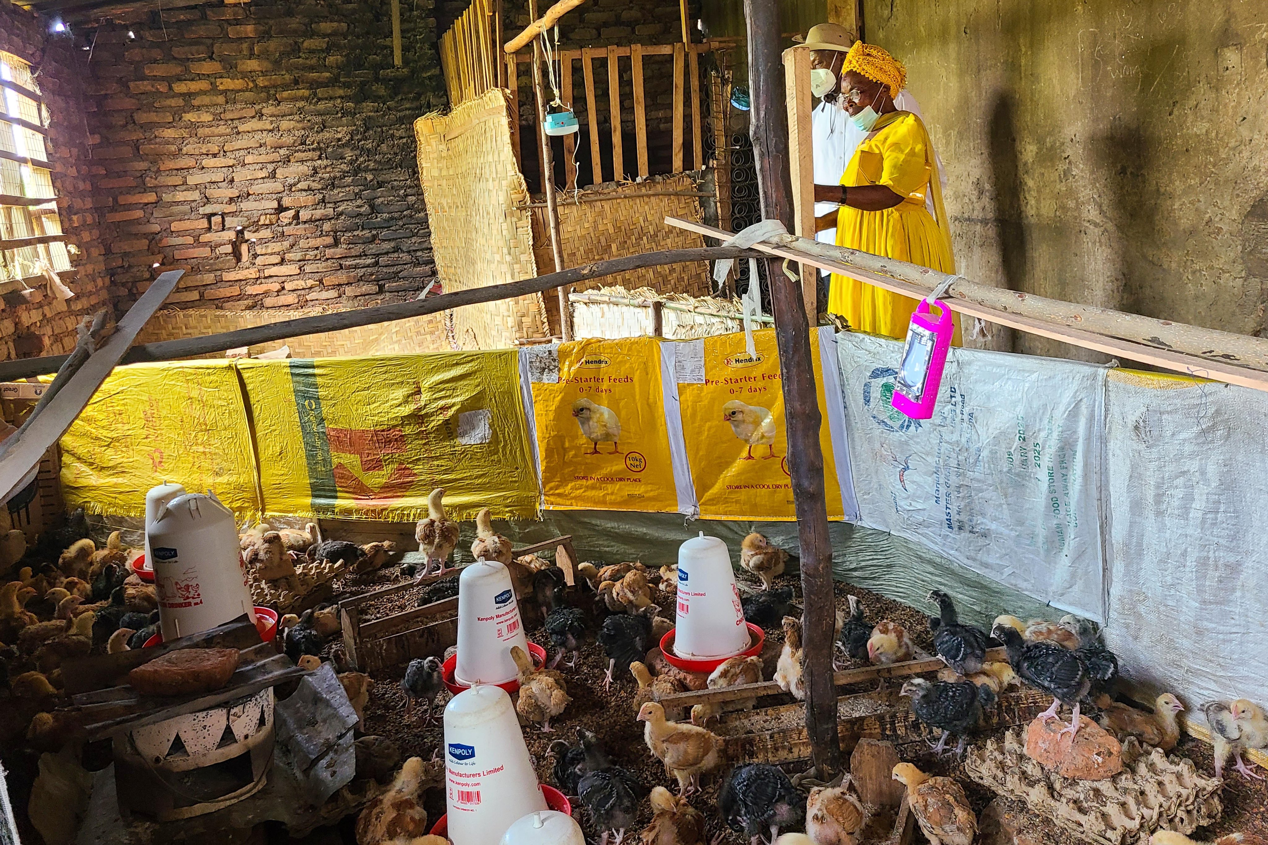 Visually Impaired Woman Turns from Beggar to Poultry Millionaire with PDM Support