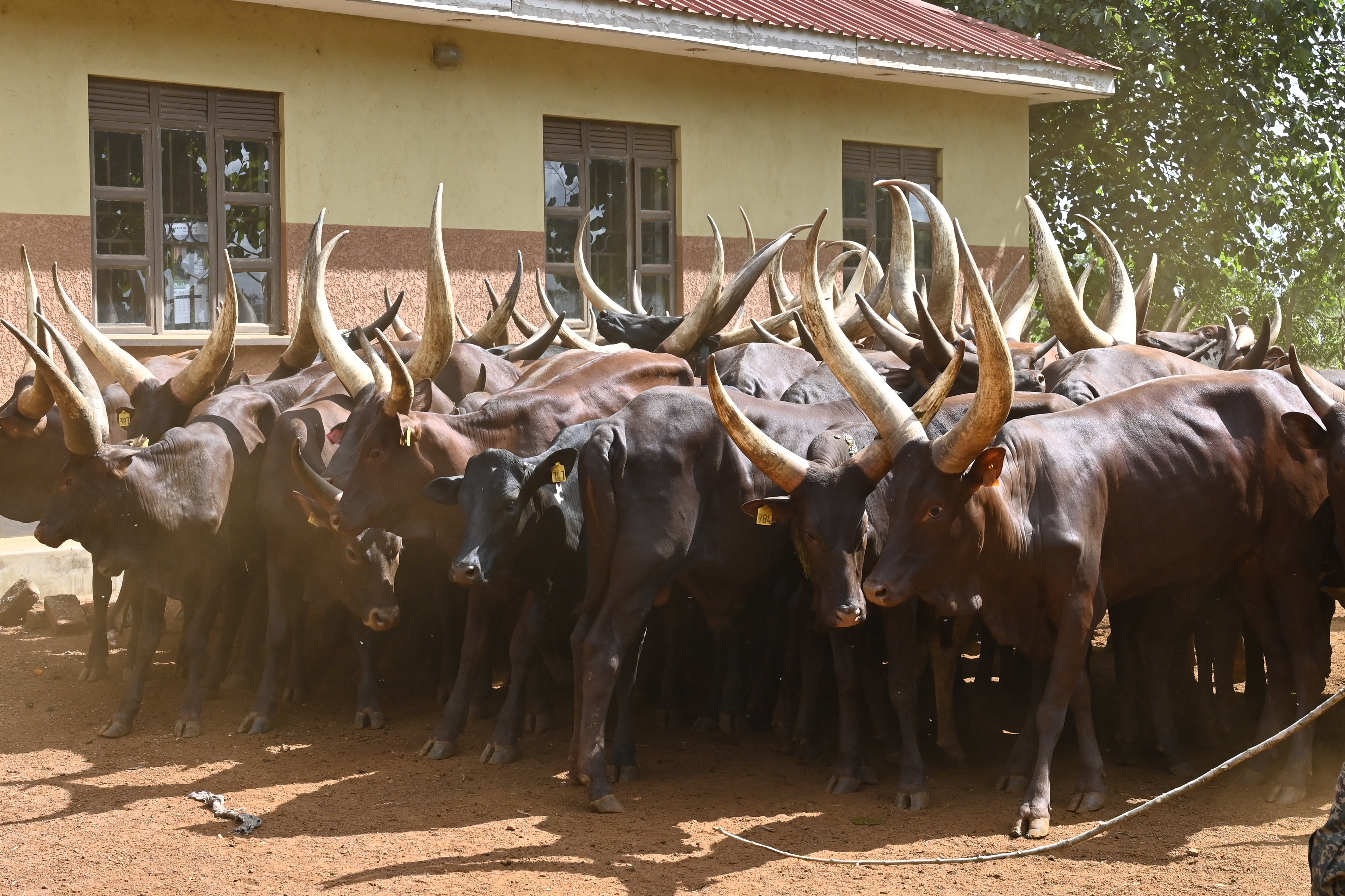 Ankole cows